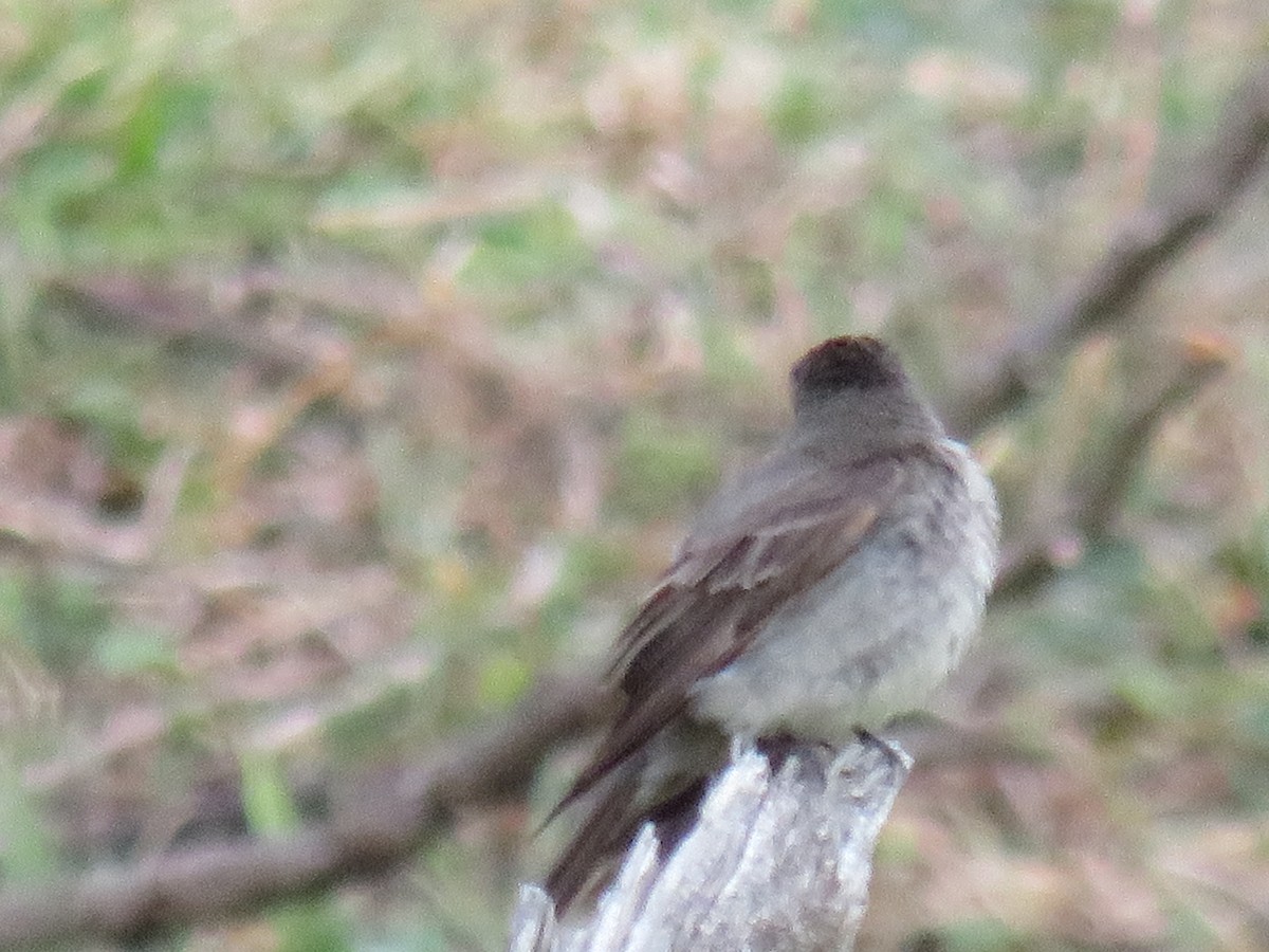 Dusky-capped Flycatcher - ML642286651
