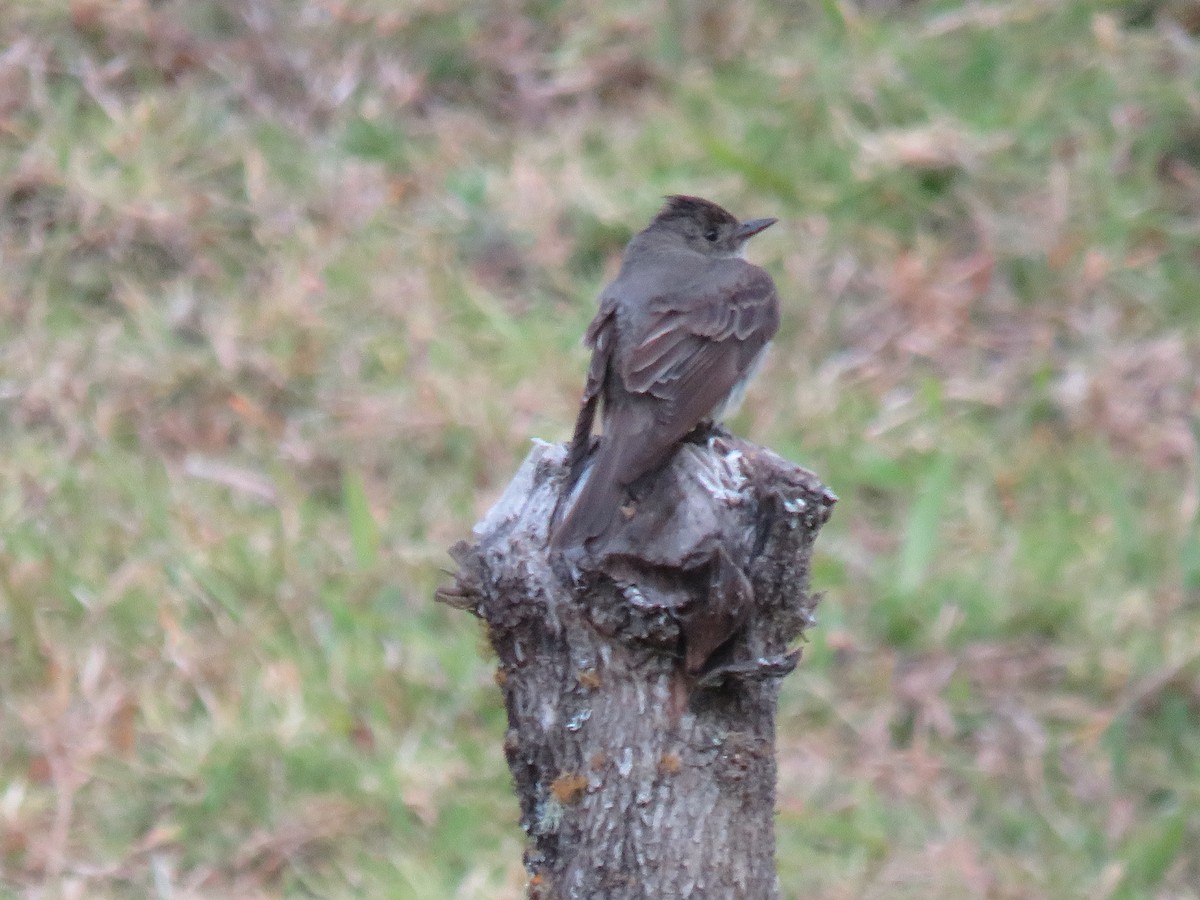 Dusky-capped Flycatcher - ML642286652