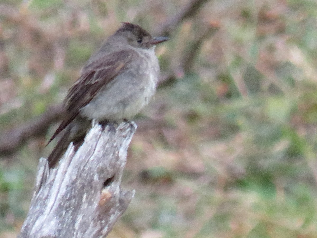 Dusky-capped Flycatcher - ML642286653