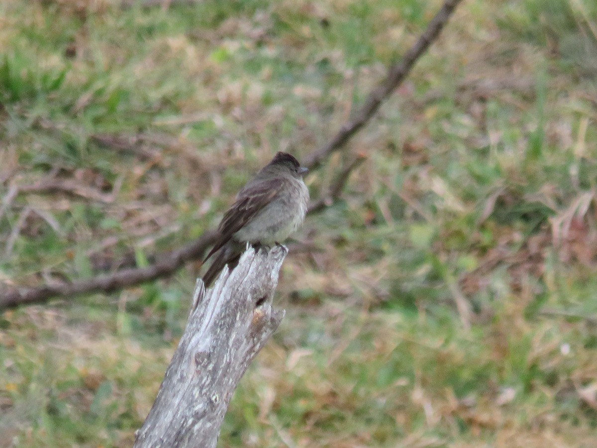 Dusky-capped Flycatcher - ML642286654
