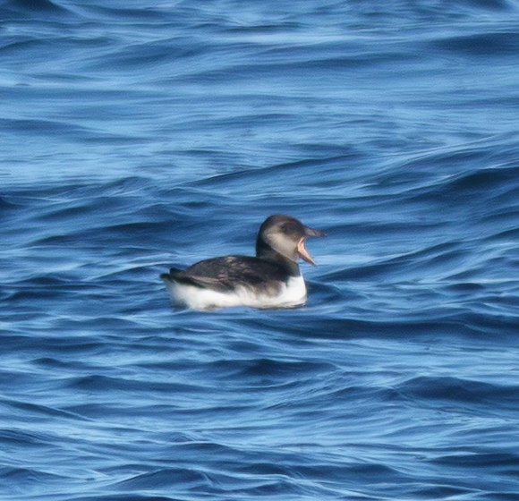 Atlantic Puffin - ML642286657