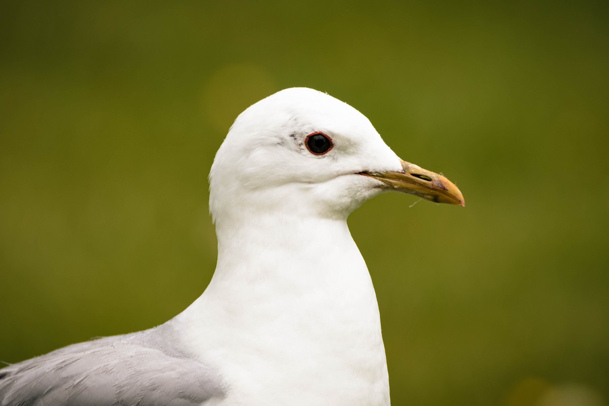 Common Gull - ML642286659