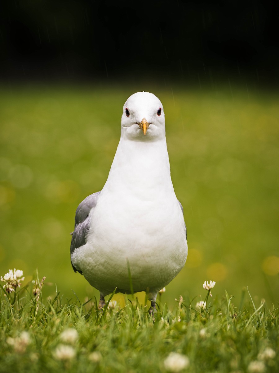 Common Gull - ML642286660