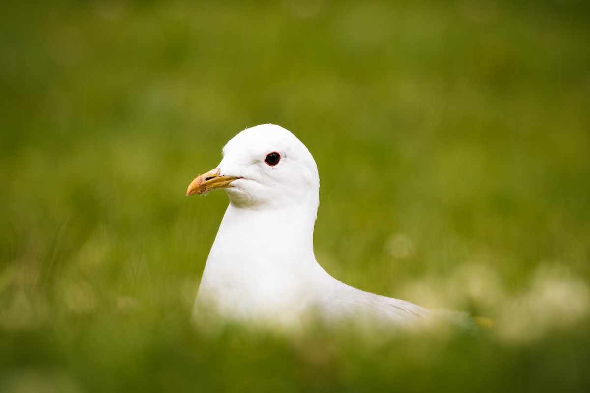 Common Gull - ML642286661