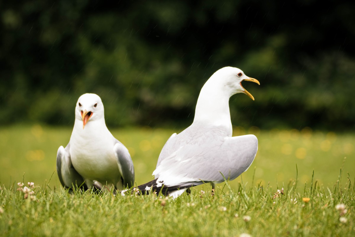 Common Gull - ML642286662
