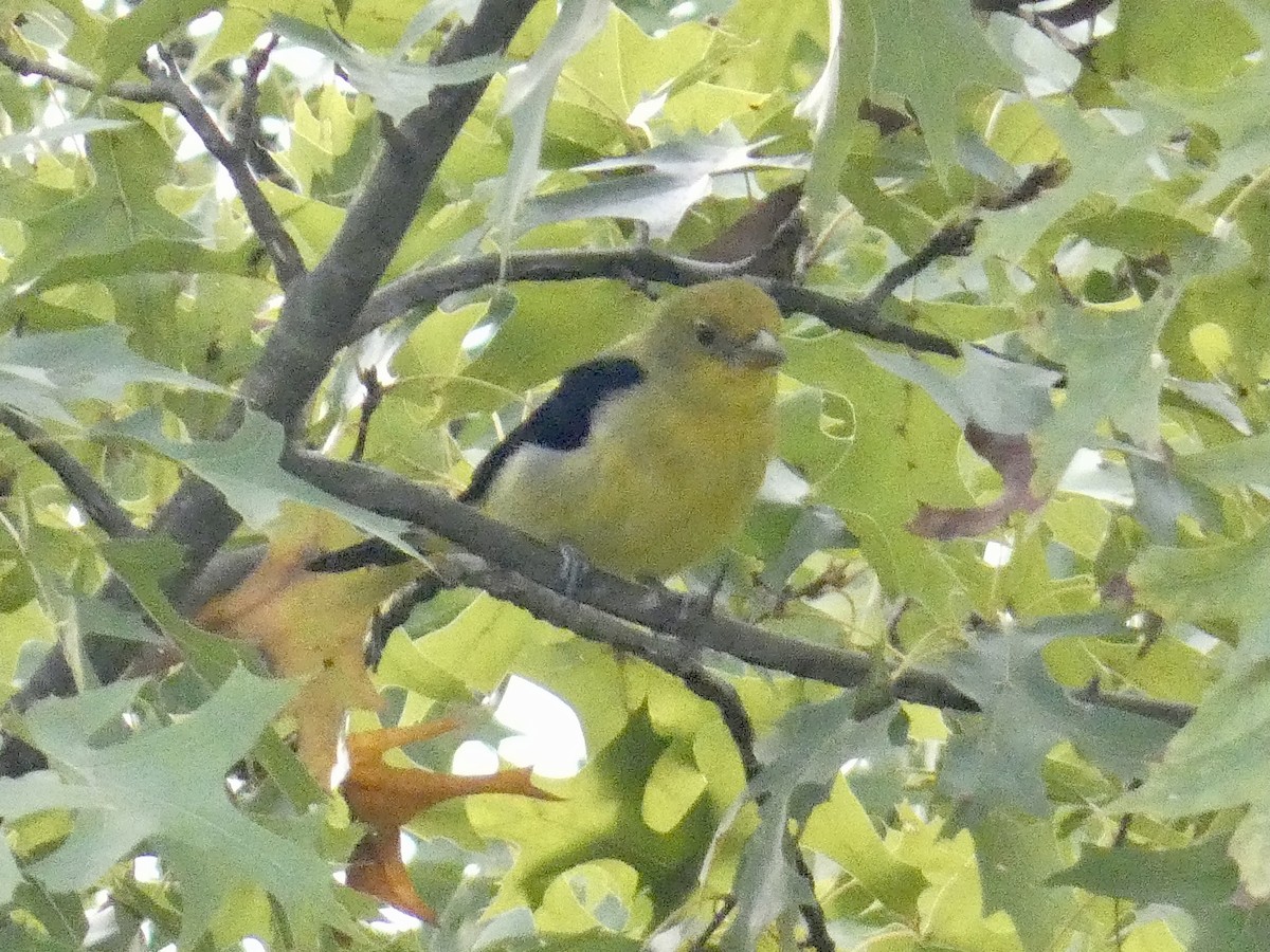 アカフウキンチョウ - ML642286666