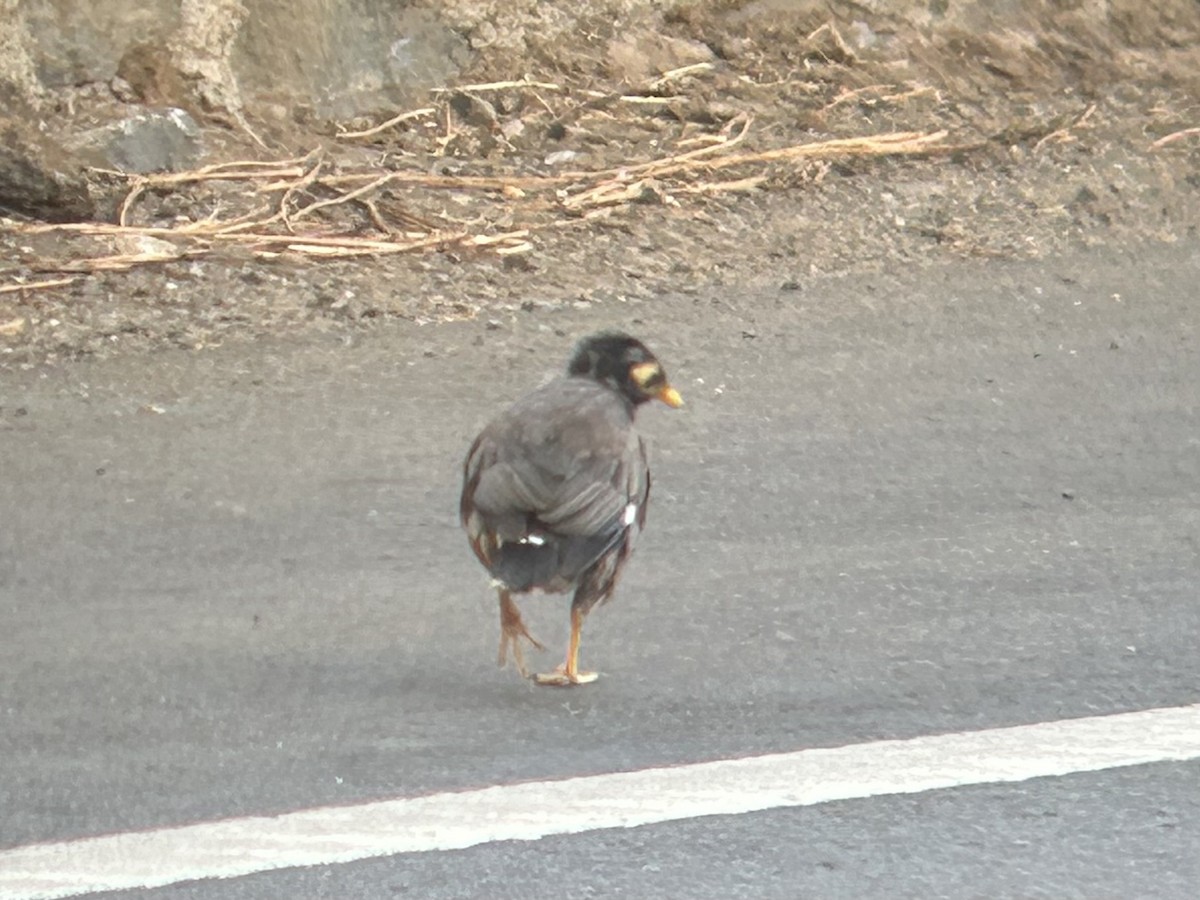 Common Myna - ML642286669