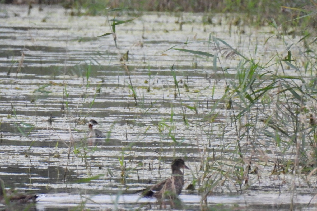 Red-necked Grebe - ML642286677