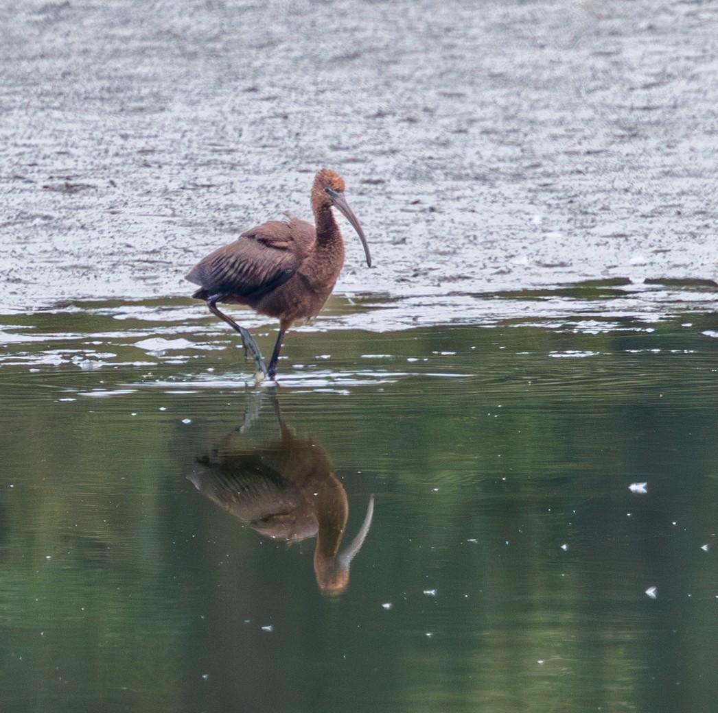 Glossy Ibis - ML642286693