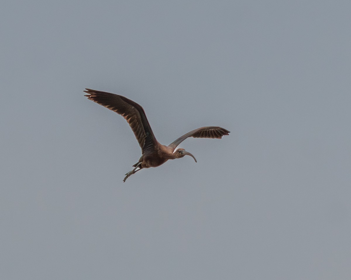 Glossy Ibis - ML642286694