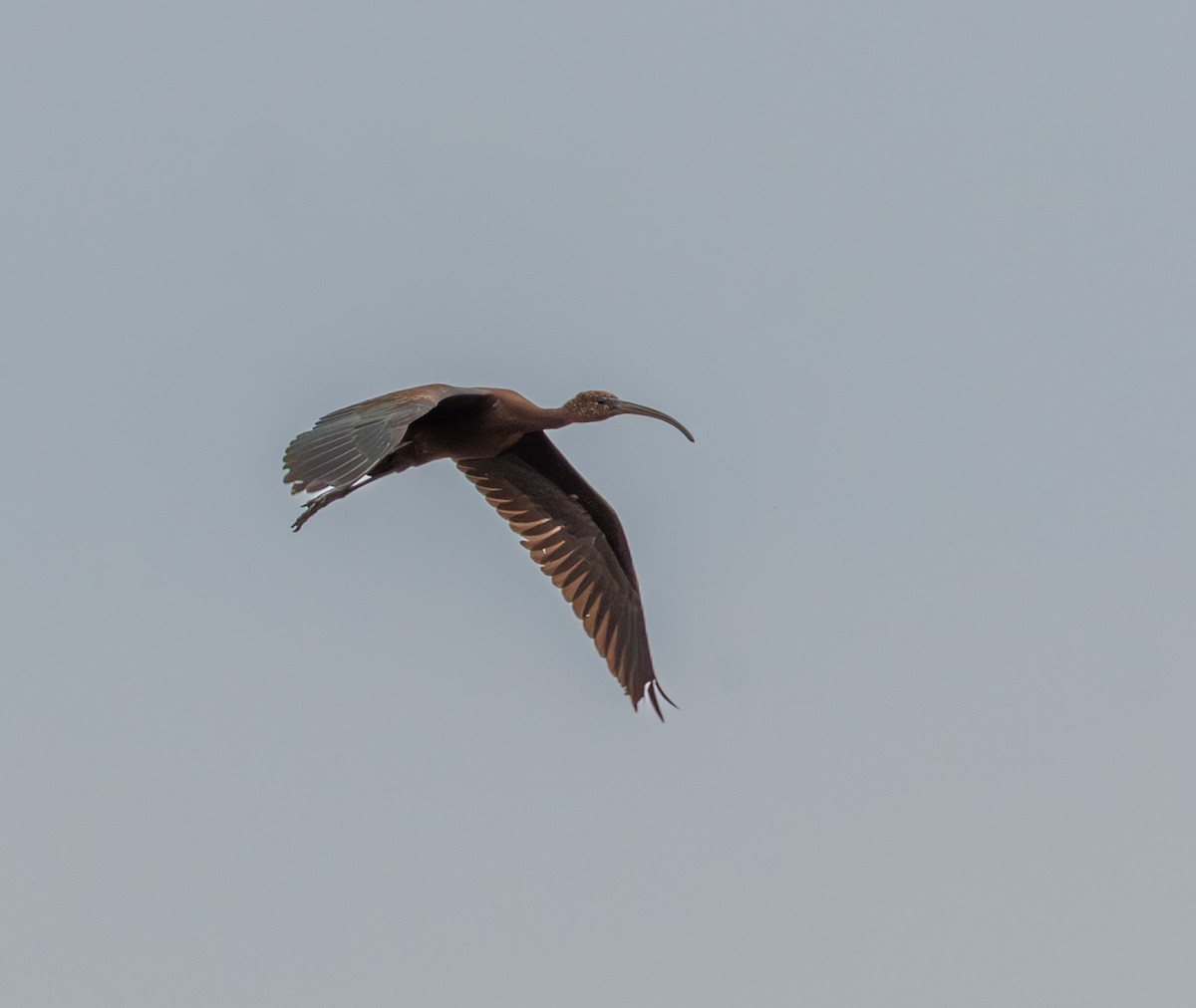 Glossy Ibis - ML642286696