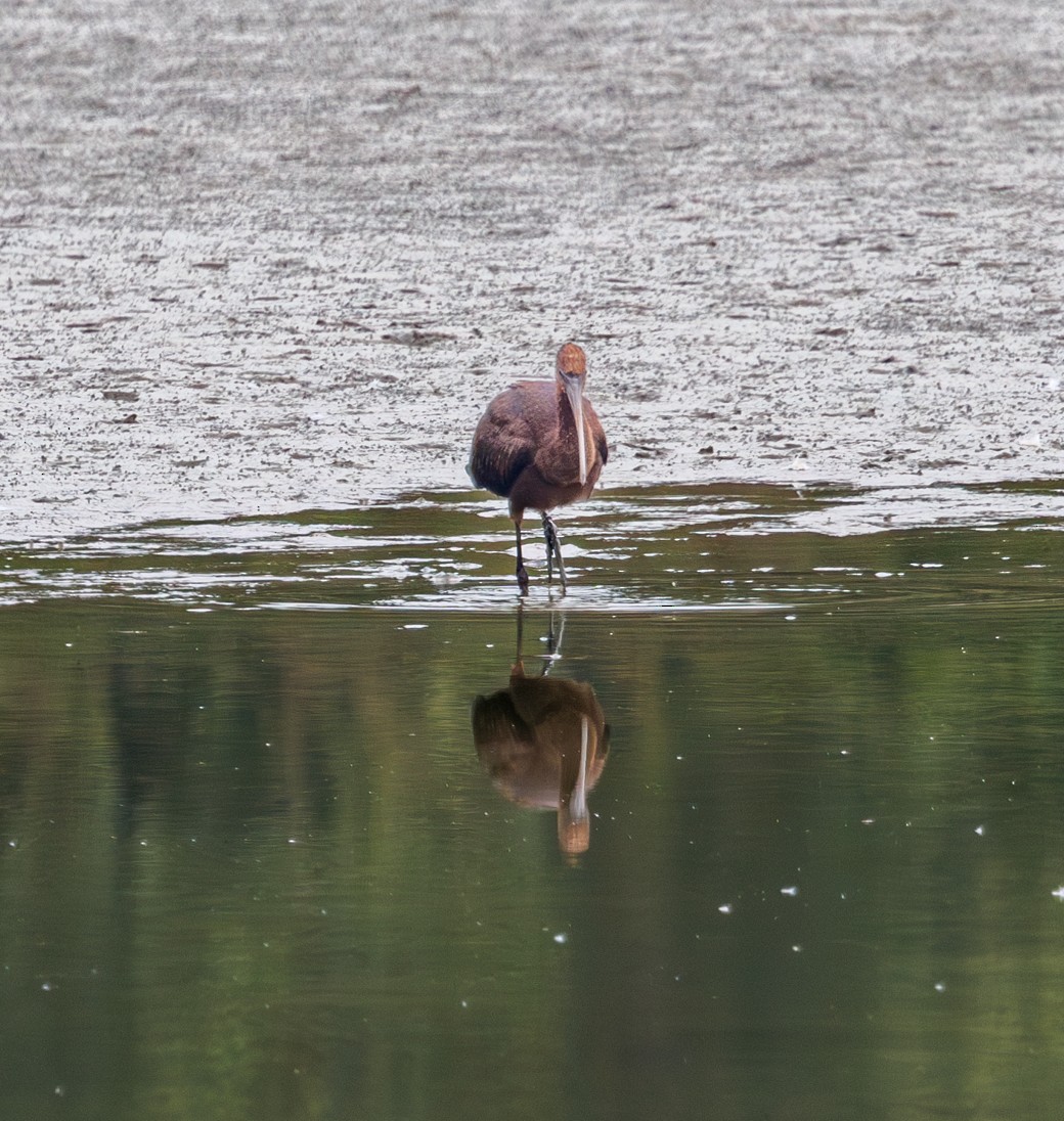 Glossy Ibis - ML642286698