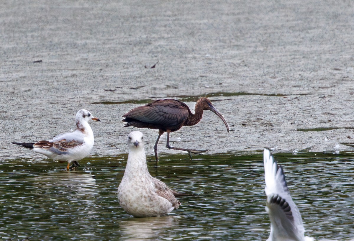Glossy Ibis - ML642286699