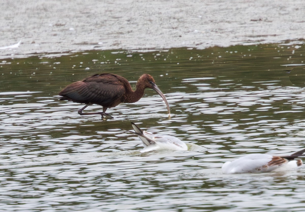 Glossy Ibis - ML642286700