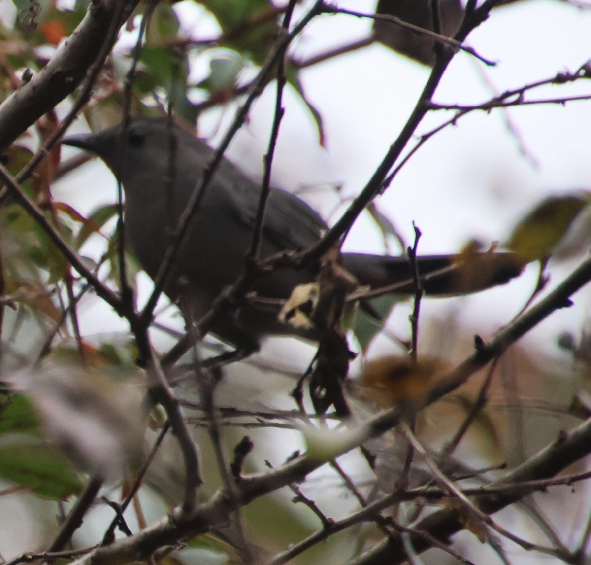Gray Catbird - ML642286715