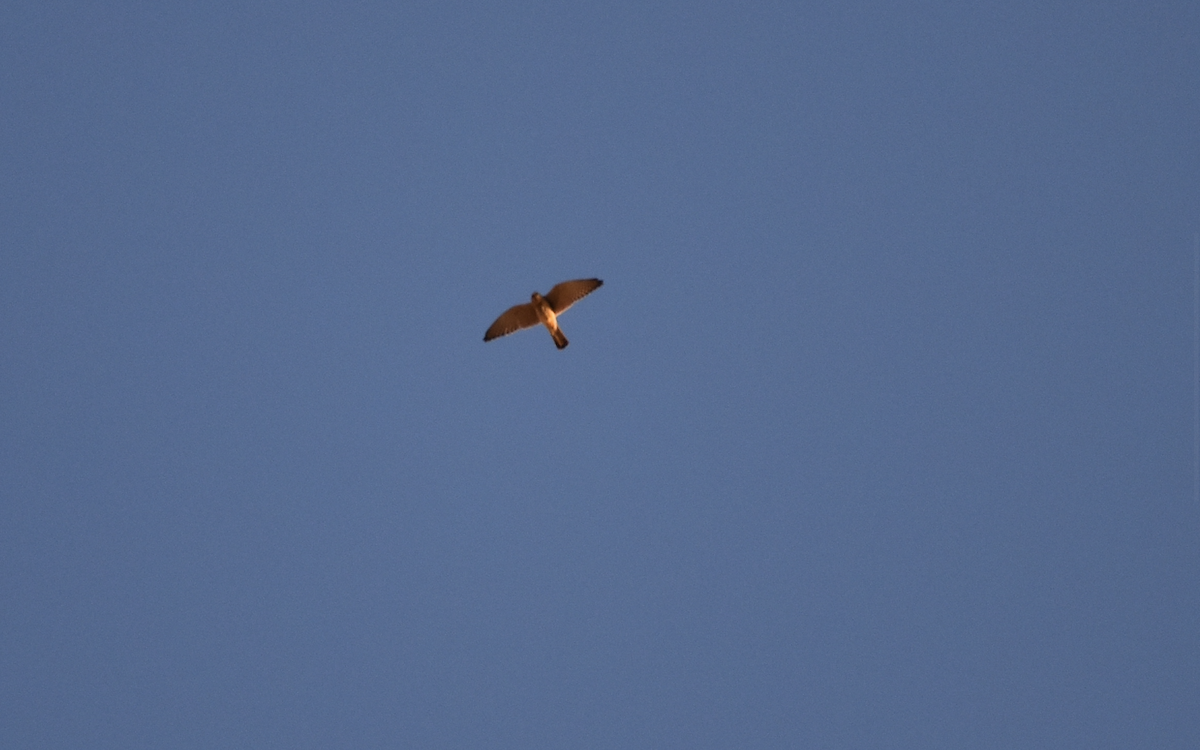 Lesser Kestrel - ML642286728