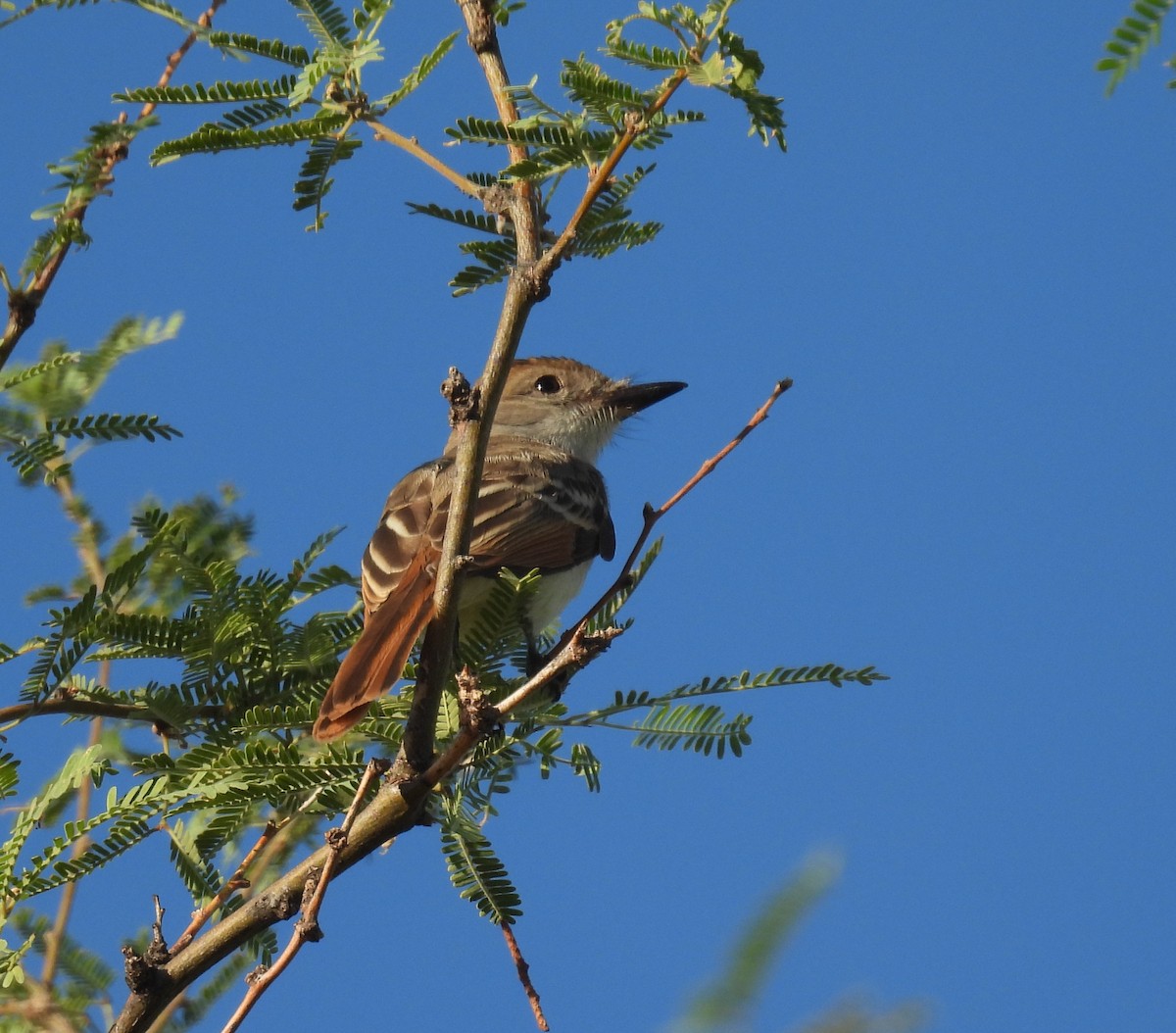 Ash-throated Flycatcher - ML642286729