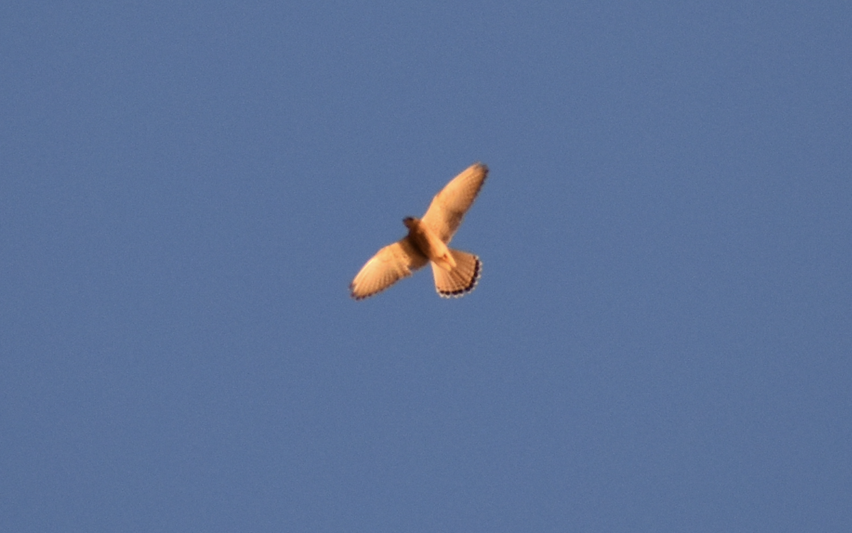 Lesser Kestrel - ML642286734