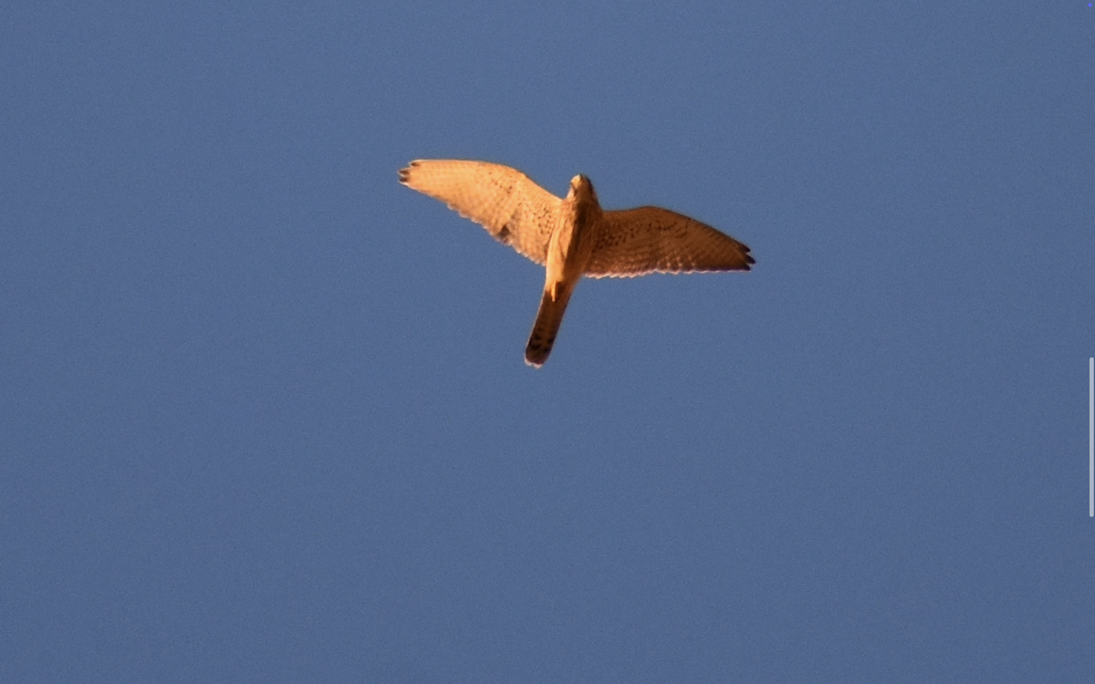 Eurasian Kestrel (Eurasian) - ML642286738