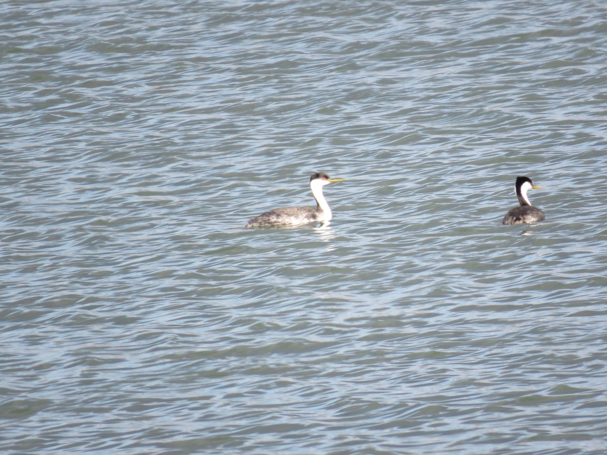 Western Grebe - ML642286739