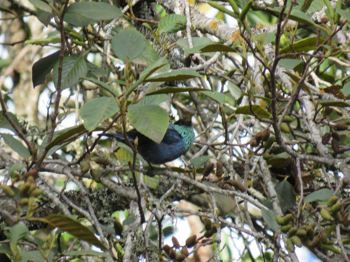 Black-capped Tanager - ML642286743