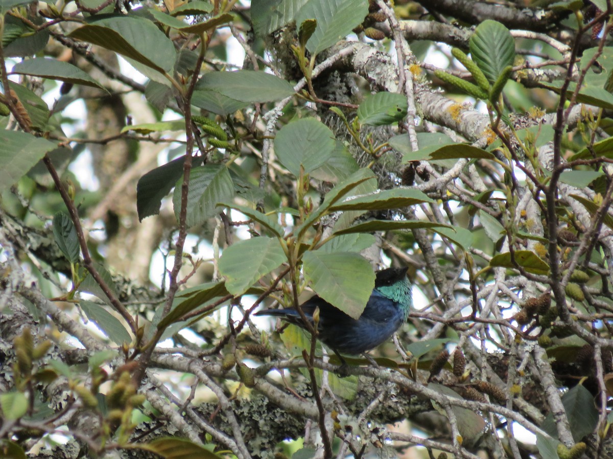 Black-capped Tanager - ML642286744