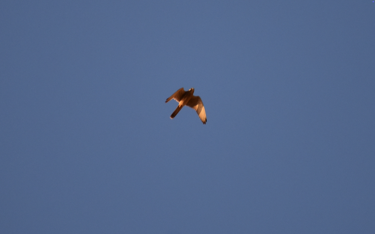 Eurasian Kestrel (Eurasian) - ML642286755