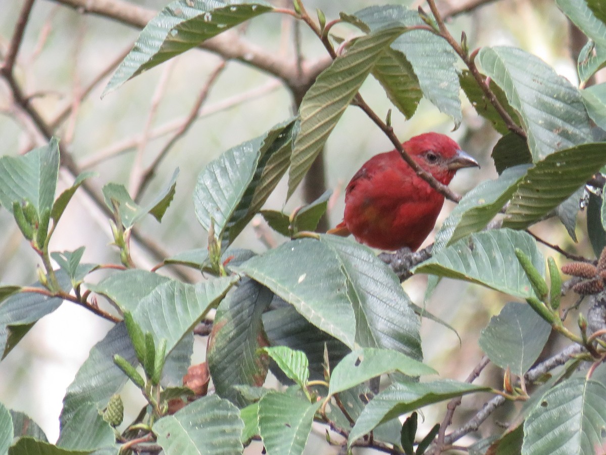 Hepatic Tanager - ML642286758