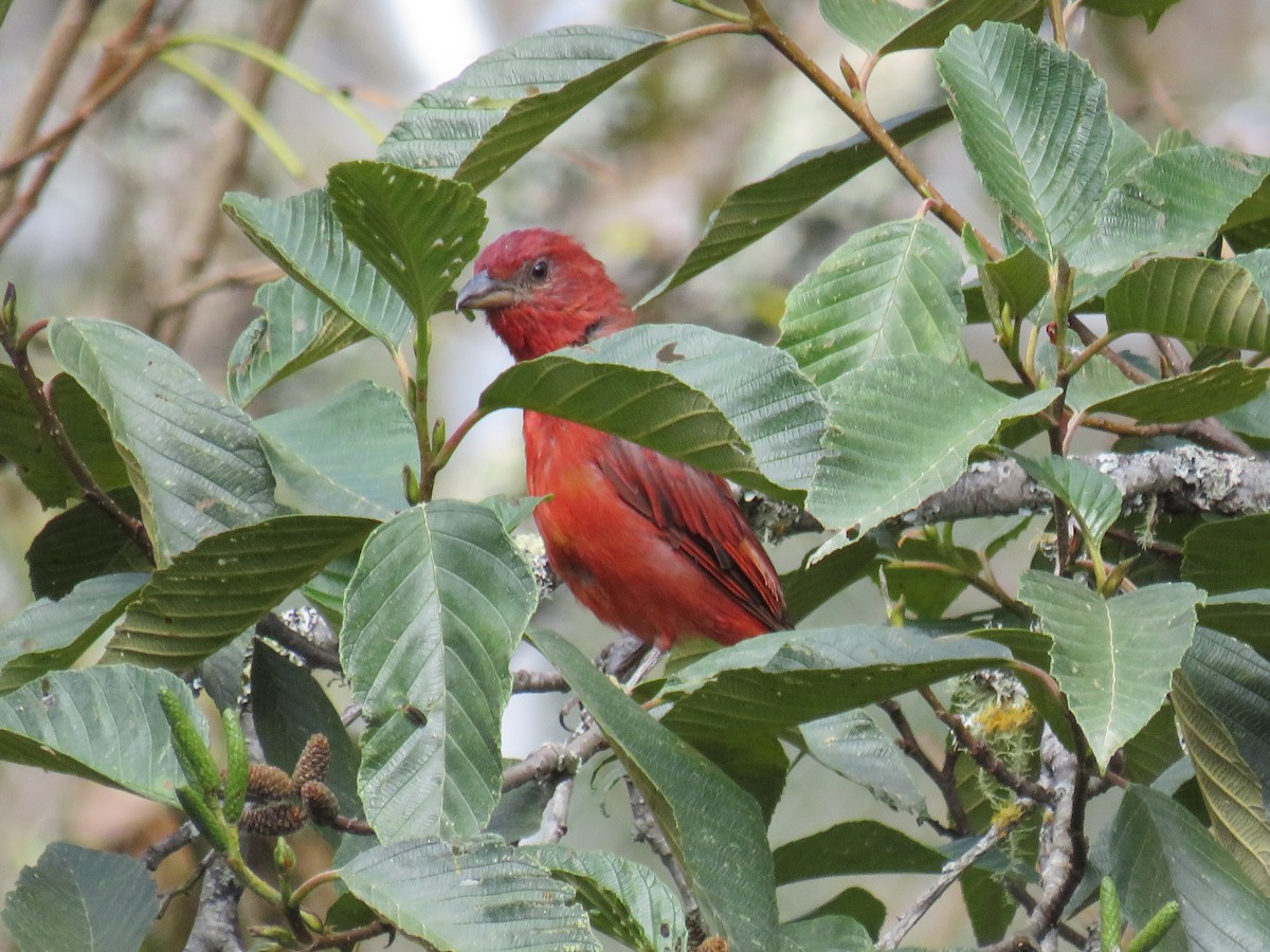 Hepatic Tanager - ML642286759