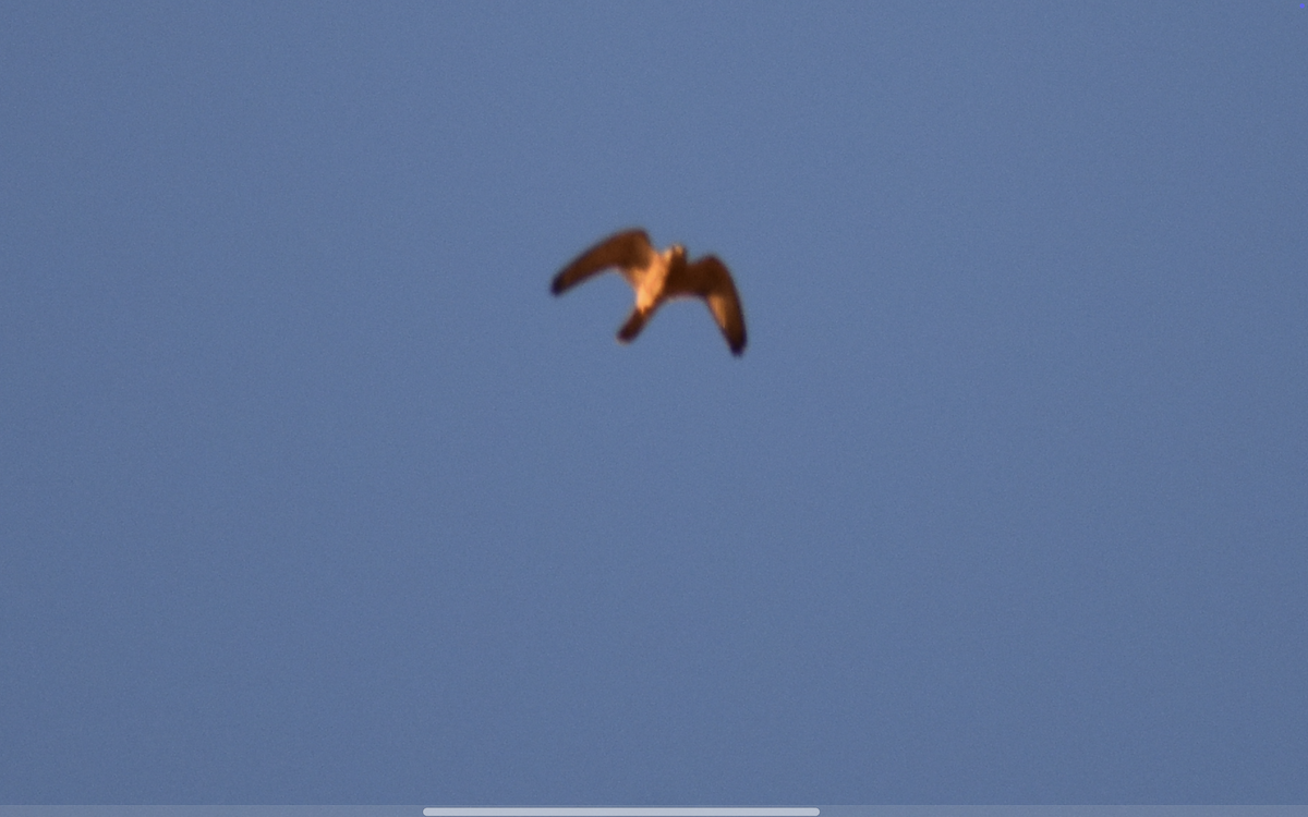 Lesser Kestrel - ML642286761