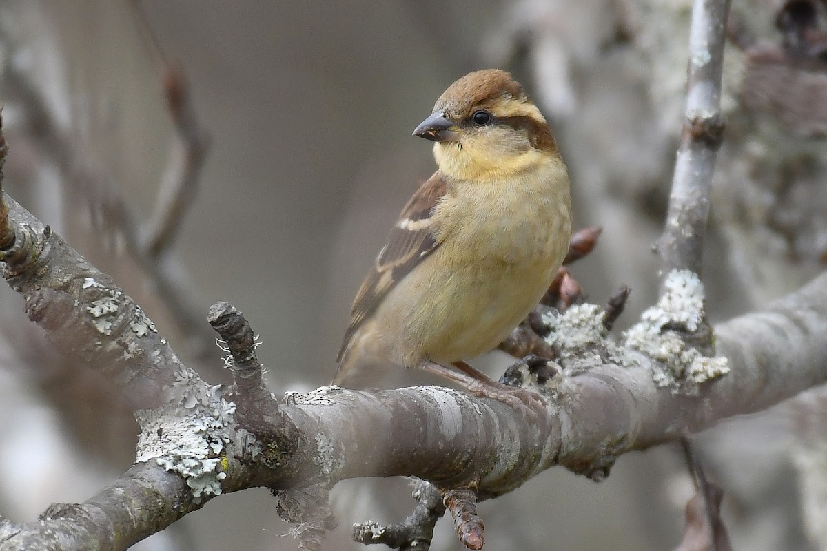 Russet Sparrow - ML642286778