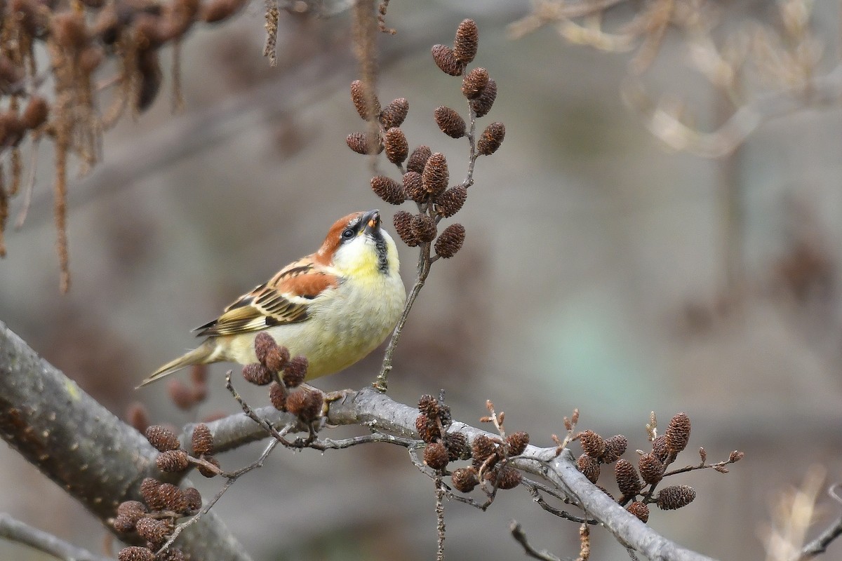Russet Sparrow - ML642286779