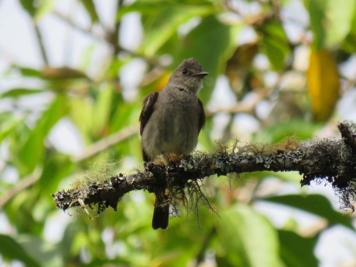 Western Wood-Pewee - ML642286781