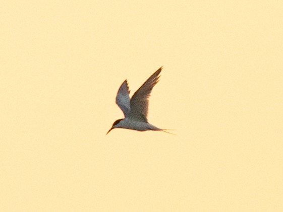 Common Tern - ML642286810