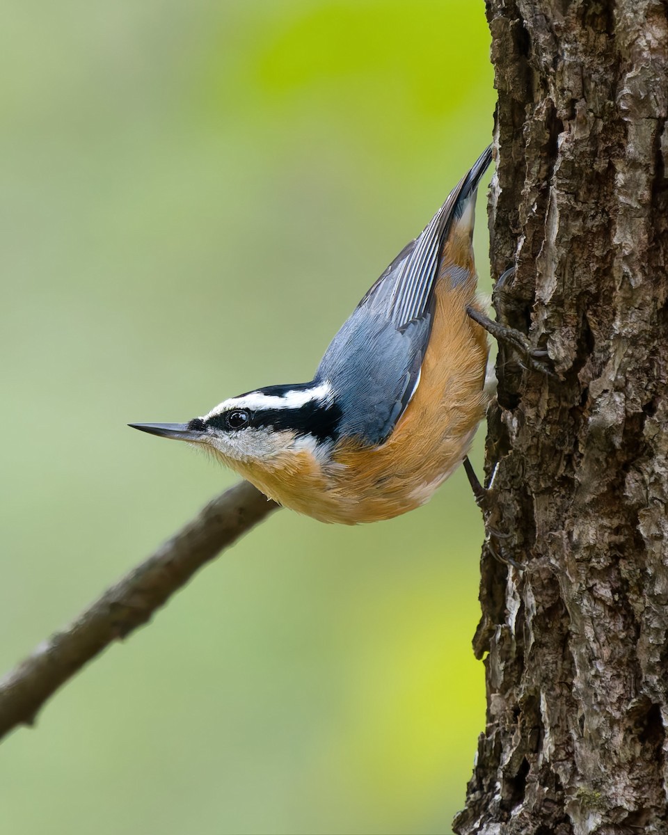 Red-breasted Nuthatch - ML642286816