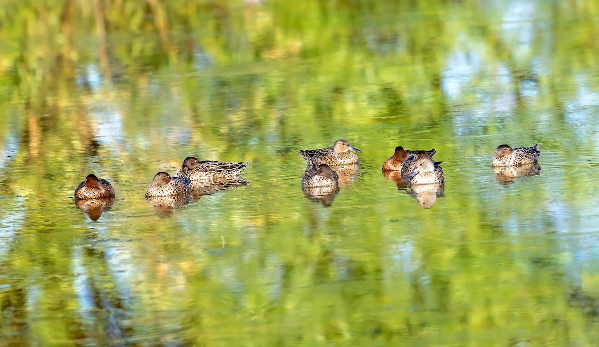 Cinnamon Teal - ML642286822
