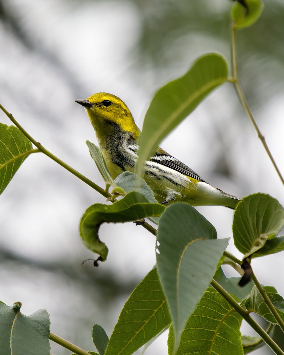 Black-throated Green Warbler - ML642286832