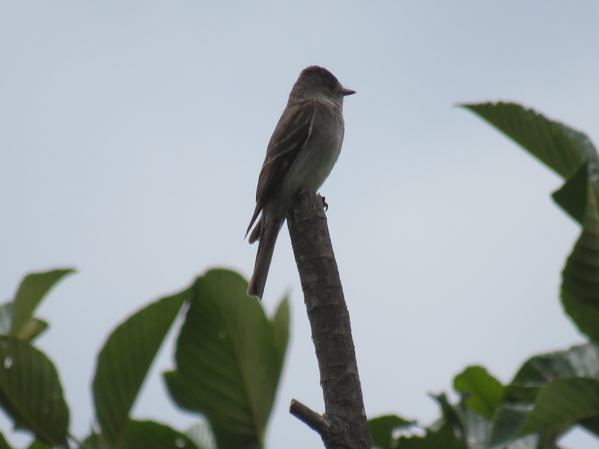 Western Wood-Pewee - ML642286837