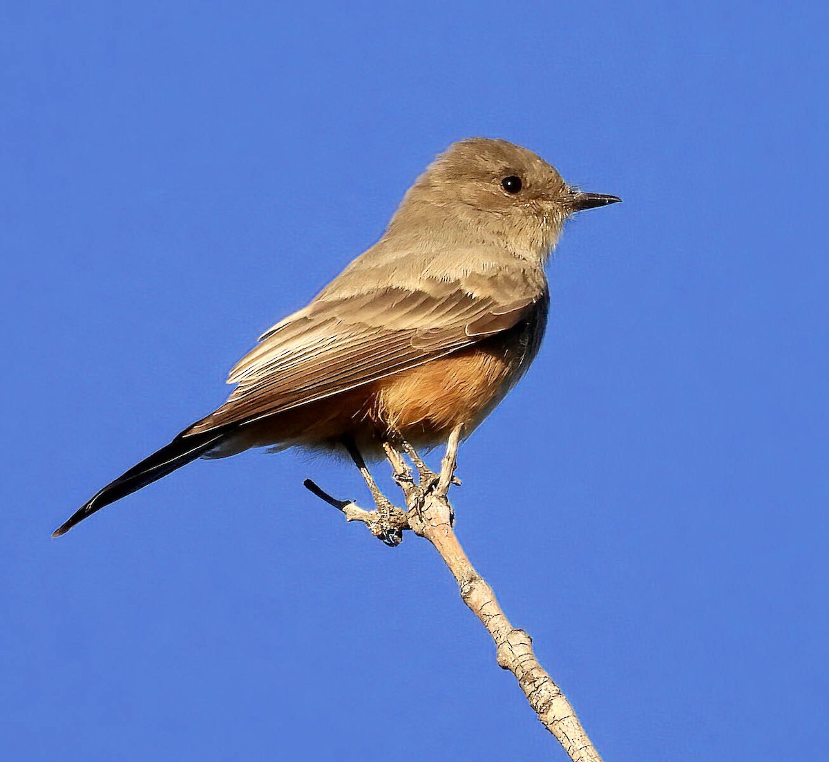 Say's Phoebe - ML642286841