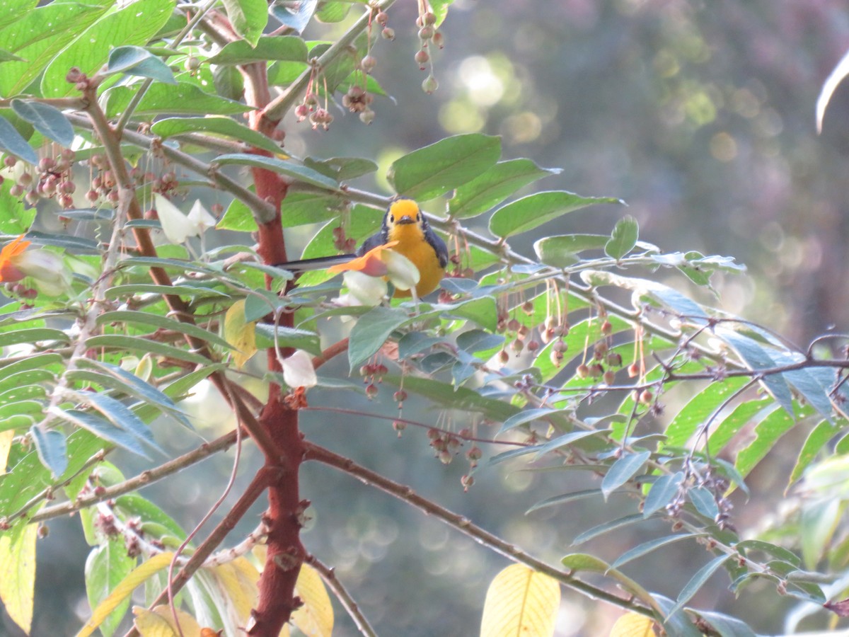 Golden-fronted Redstart - ML642286863
