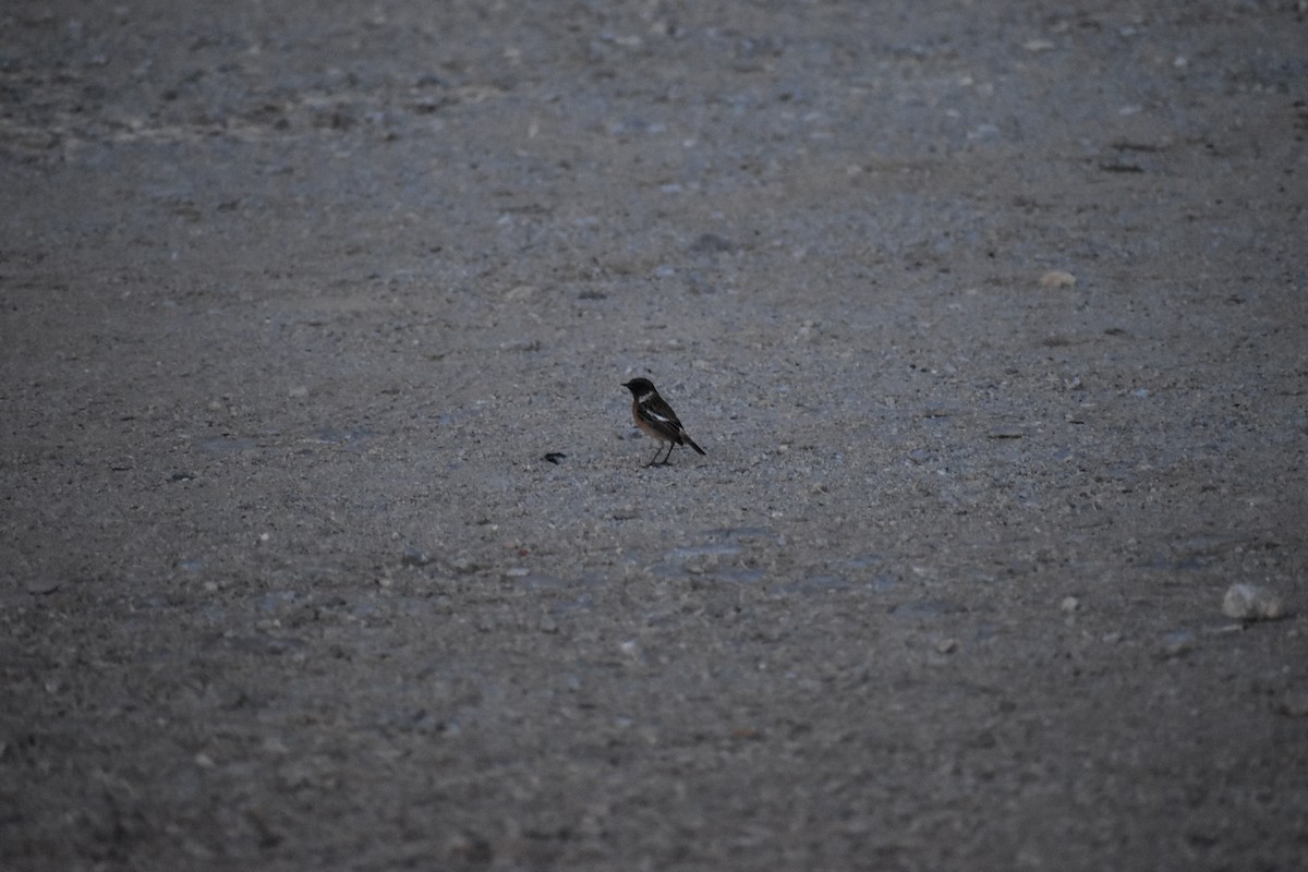 European Stonechat - ML642286865
