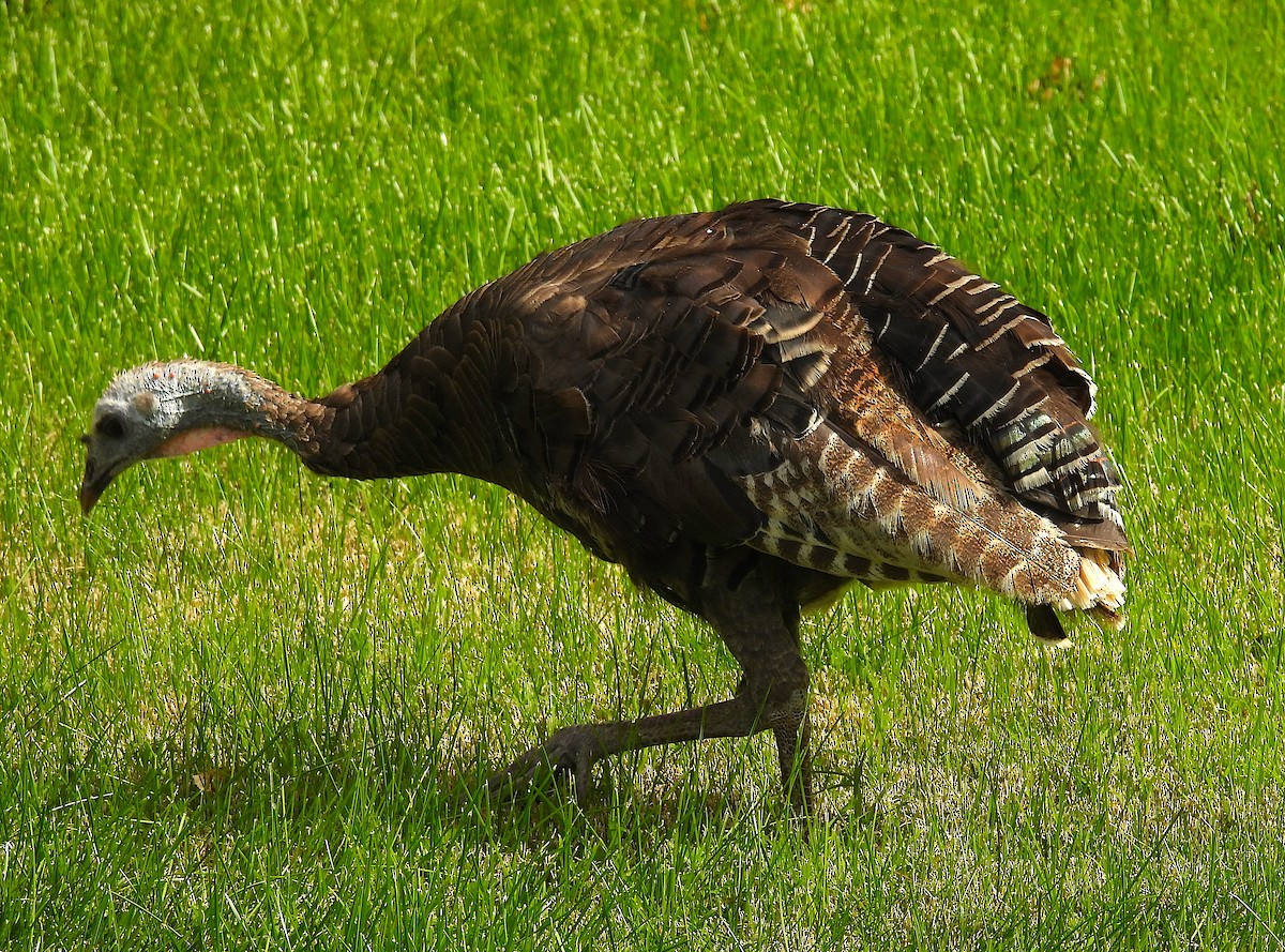 Wild Turkey - ML642286869