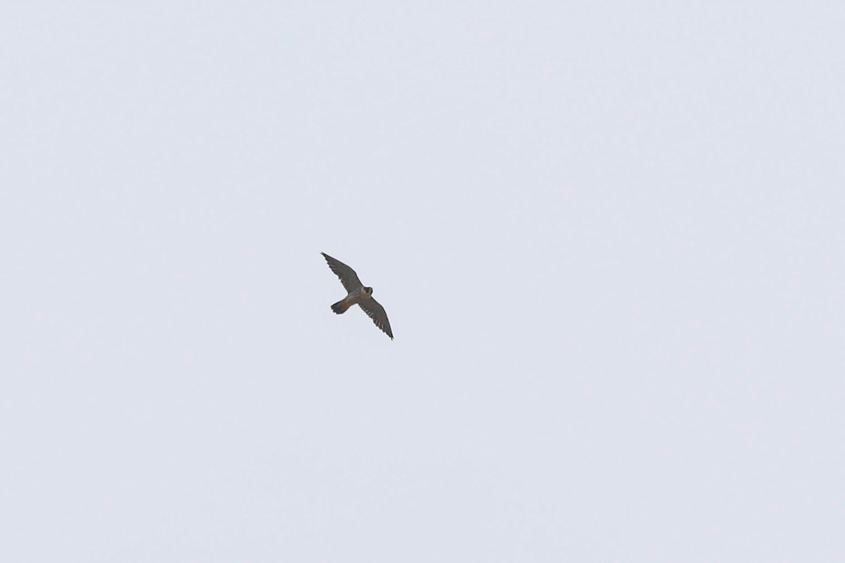 Peregrine Falcon - ML642286874