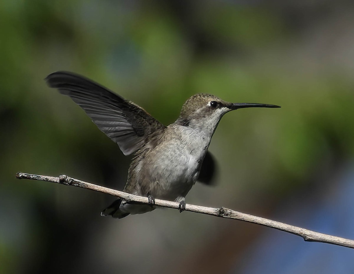 Black-chinned Hummingbird - ML642286876