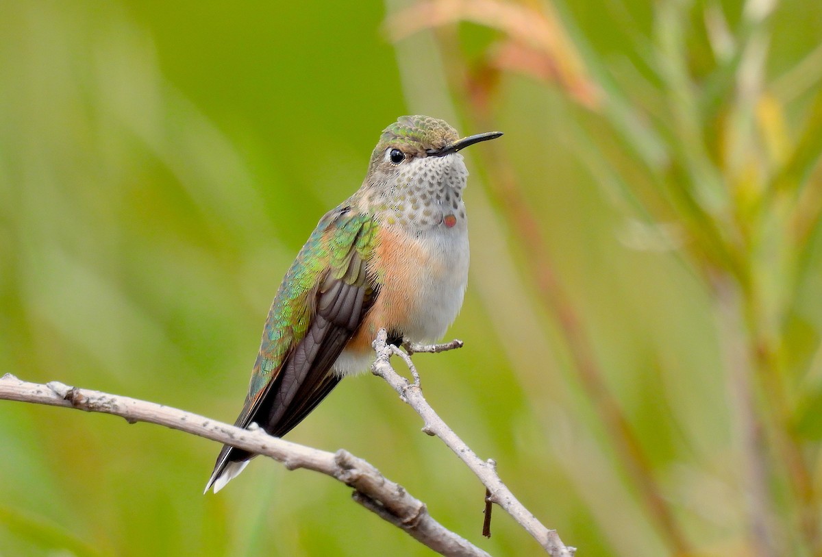 Broad-tailed Hummingbird - ML642286877