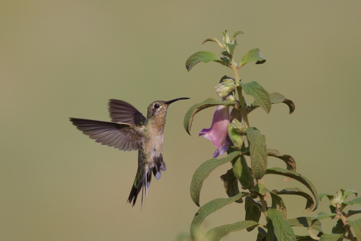 White-tailed Goldenthroat - ML642286896