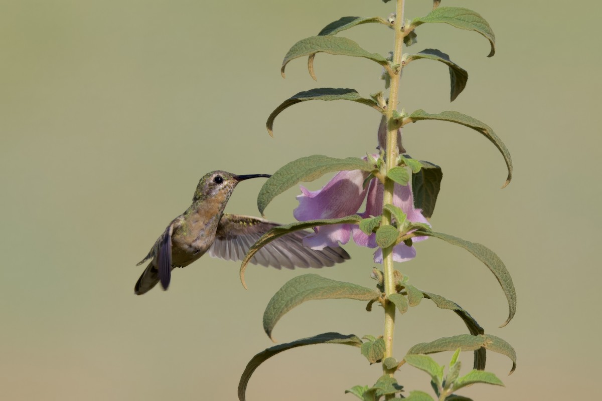 White-tailed Goldenthroat - ML642286898
