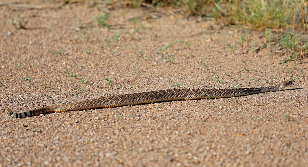 Western Diamond-backed Rattlesnake - ML642286904