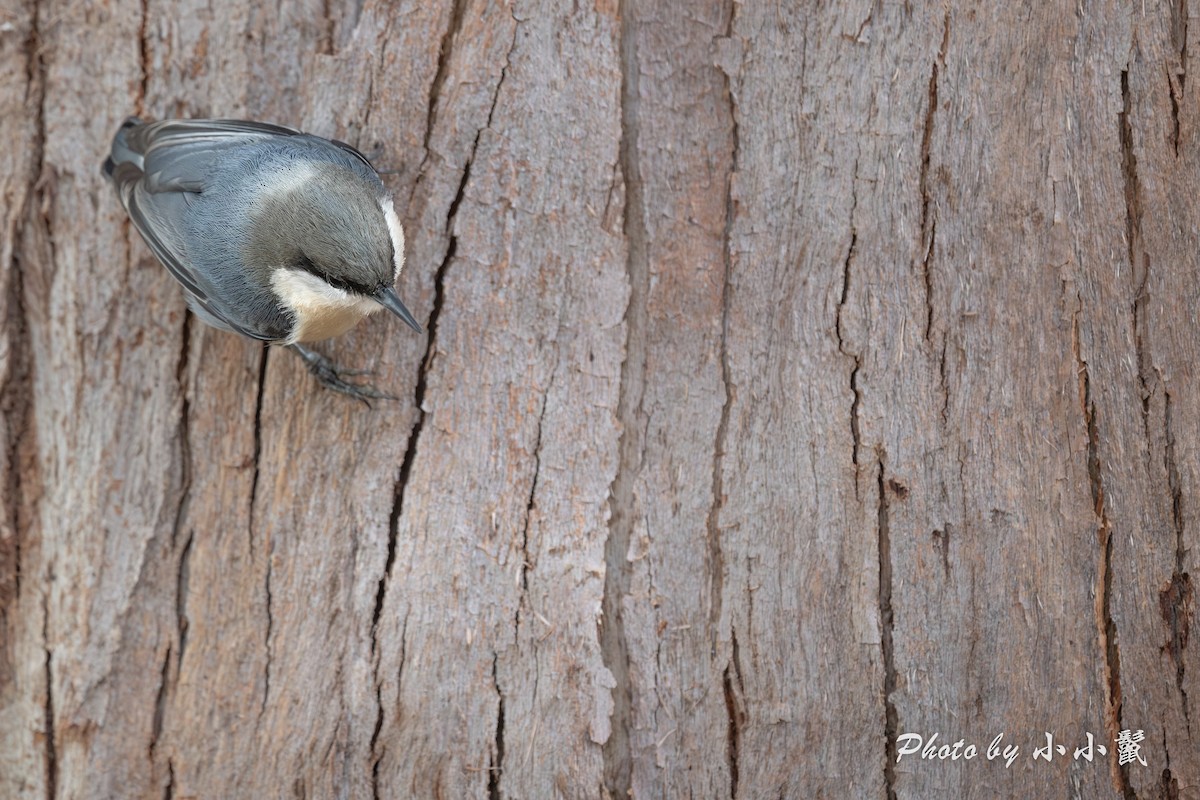 Pygmy Nuthatch - ML642286907
