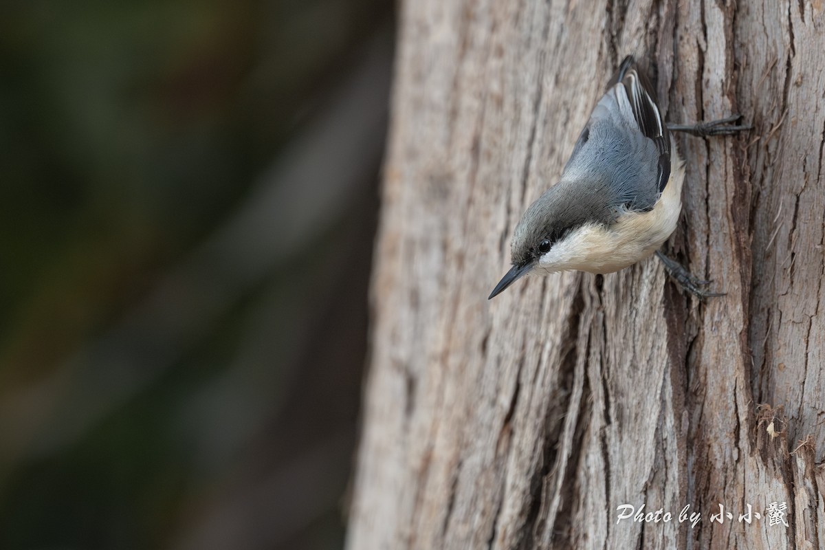 Pygmy Nuthatch - ML642286908